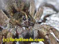 /home//u458753944/public_html/sourcegallery////Insects and small critters/spiders and kin (Arachnida)/P4280740.JPG